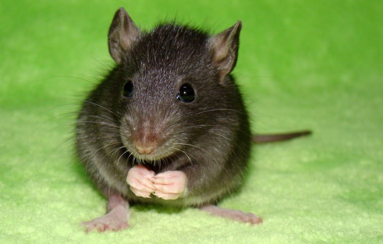 Ratten en muizen weren: dit goedkope ingrediënt dat elke Nederlandse huishouden heeft, is een super effectief natuurlijk afweermiddel