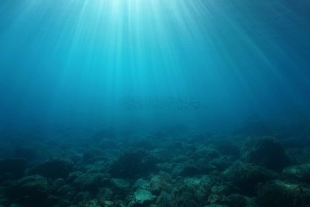 Reusachtige wezens kwamen uit de diepten van de Stille Oceaan tevoorschijn en lieten wetenschappers sprakeloos achter