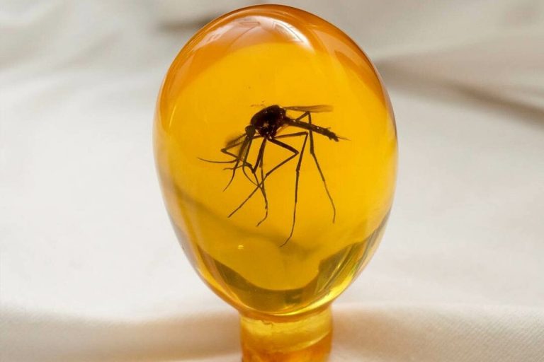 Wetenschappers verrast door vondst van 112 miljoen jaar oude insecten in barnsteen: het Amazonewoud was een naaldbos vol verrassende wezens