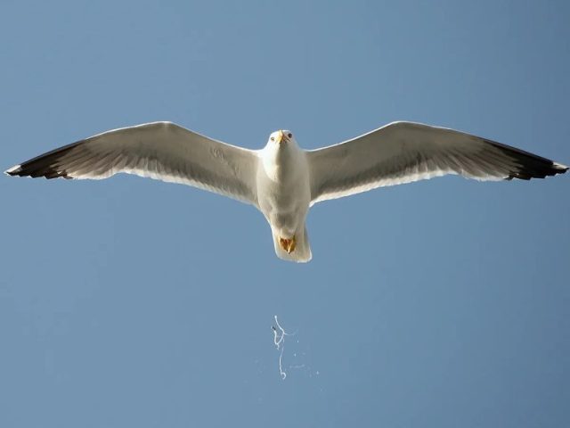 Zoölogen kunnen het niet geloven: deze vogels poepen alleen tijdens het vliegen, en dat is bovendien goed voor de zee