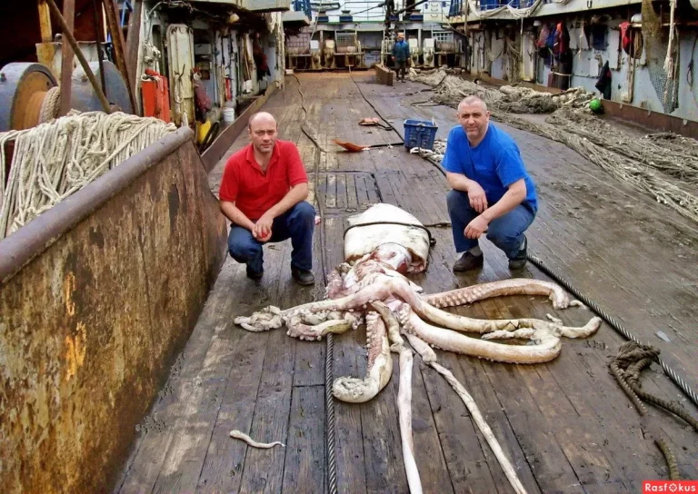 Een visser vangt een inktvis van 12 kilo, maar had geen rekening gehouden met zijn tegenaanval: “Het was een perfecte schutter.”