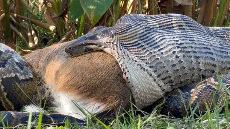 Een Birmese python verslond een heel hert – toen gebeurde er iets dat onderzoekers versteld deed staan