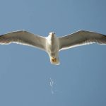 Zoölogen kunnen het niet geloven: deze vogels poepen alleen tijdens het vliegen, en dat is bovendien goed voor de zee