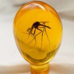 Wetenschappers verrast door vondst van 112 miljoen jaar oude insecten in barnsteen: het Amazonewoud was een naaldbos vol verrassende wezens
